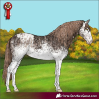 Horse Color:White Spotted Liver Red Dun Roan Appaloosa and White Spotted Liver Chestnut Tobiano Appaloosa