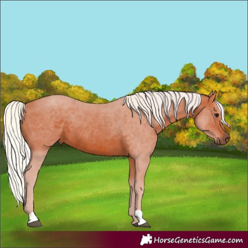 Horse Color:Silver Bay Rabicano