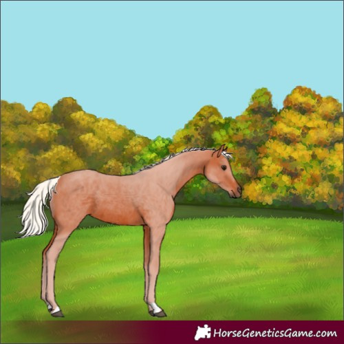 Horse Color:Silver Bay Rabicano 