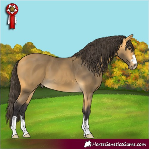 Horse Color:Buckskin