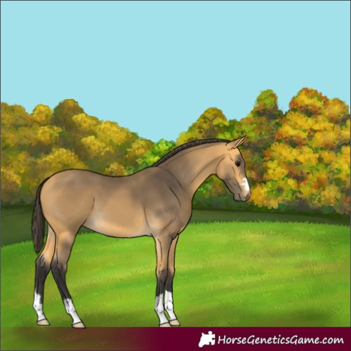 Horse Color:Buckskin 