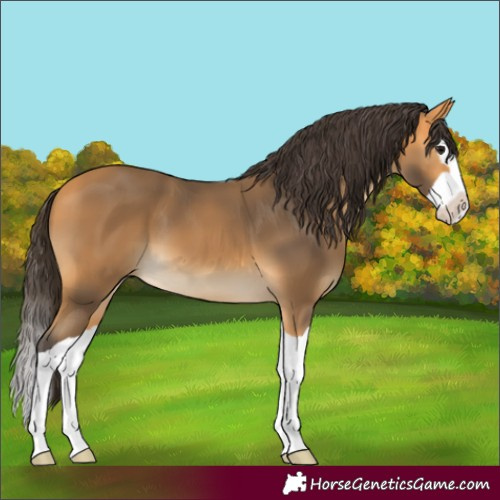 Horse Color:Buckskin Splash 