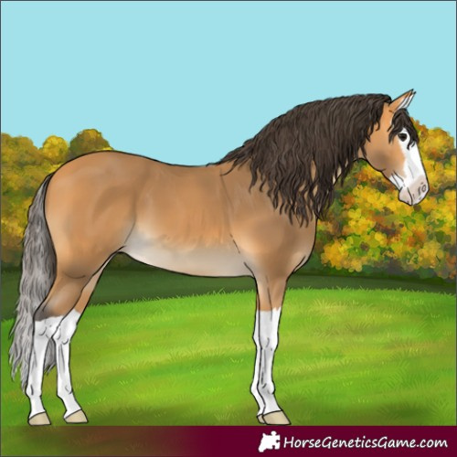 Horse Color:Buckskin Splash 