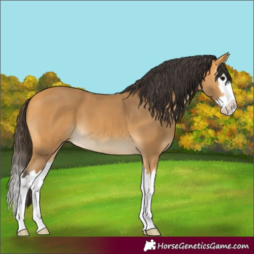 Horse Color:Buckskin Splash