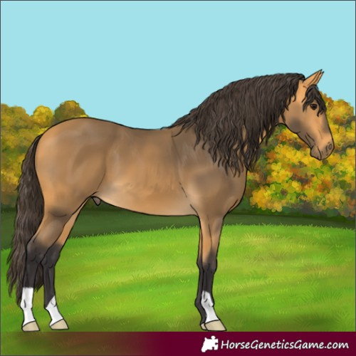 Horse Color:Buckskin 