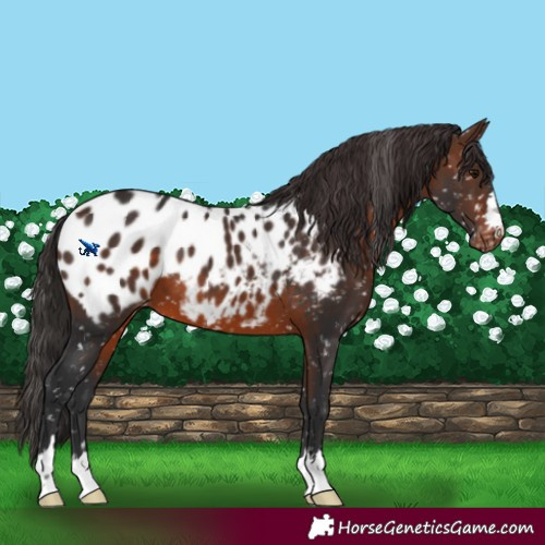 Horse Color:Brown Appaloosa 