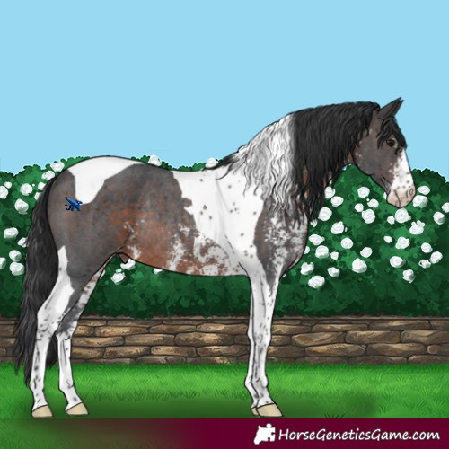Horse Color:Brown Sabino Tobiano Appaloosa Rabicano