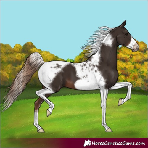 Horse Color:Liver Chestnut Tobiano Frame 