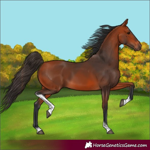 Horse Color:Bay Tobiano