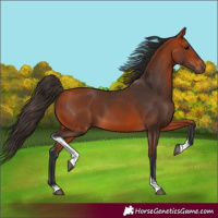 Horse Color:Bay Tobiano 