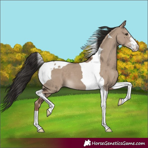 Horse Color:Liver Red Dun Sabino Tobiano 