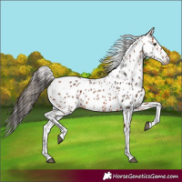 Horse Color:Bay Tobiano Leopard