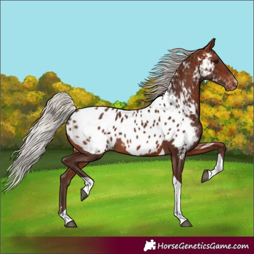 Horse Color:Silver Bay Tobiano Near Leopard 