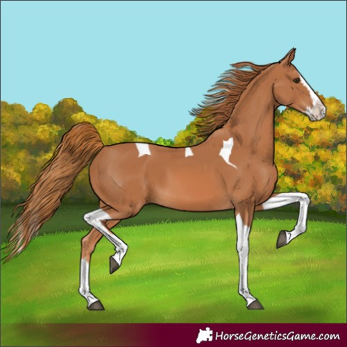 Horse Color:Chestnut Splash Tobiano 
