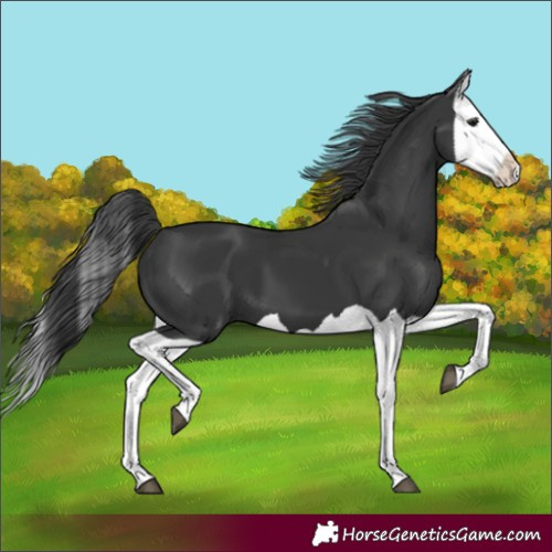 Horse Color:Black Splash 