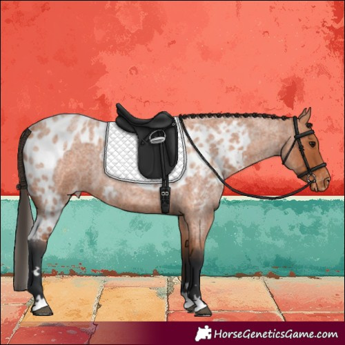 Horse Color:Bay Roan Skewed LP Spotted 