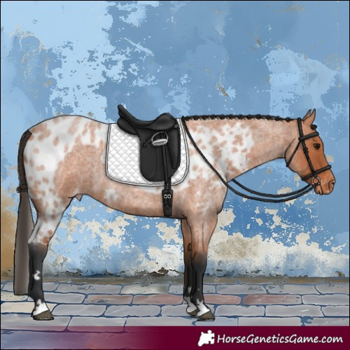 Horse Color:Bay Roan Skewed Appaloosa 