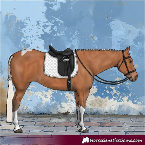 Horse Color:Silver Bay Tobiano