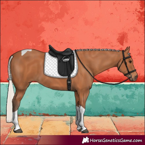Horse Color:Silver Bay Tobiano 