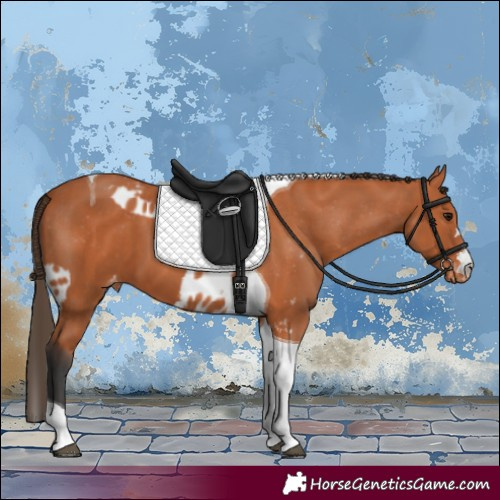 Horse Color:Bay Tobiano Skewed Appaloosa
