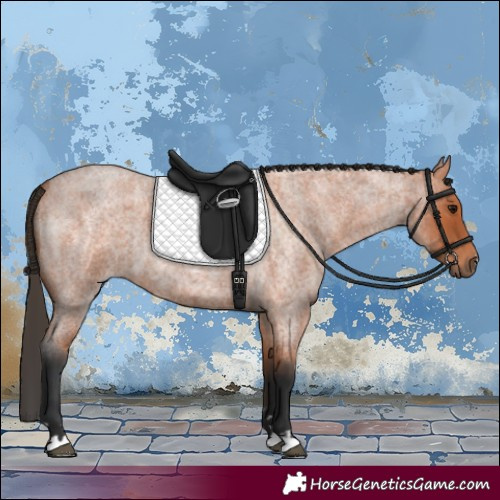 Horse Color:Bay Roan