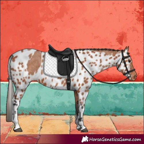 Horse Color:Bay Tobiano Skewed LP Spotted 