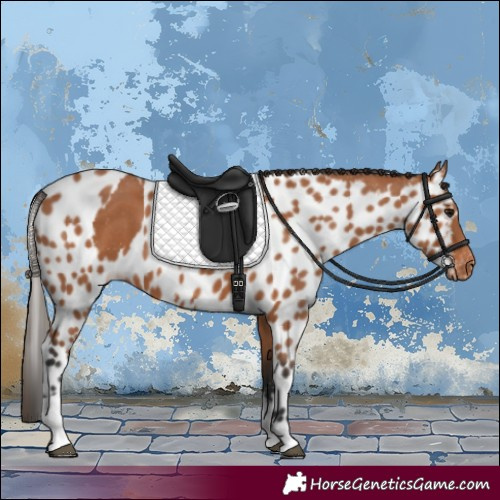 Horse Color:Bay Tobiano Skewed Appaloosa