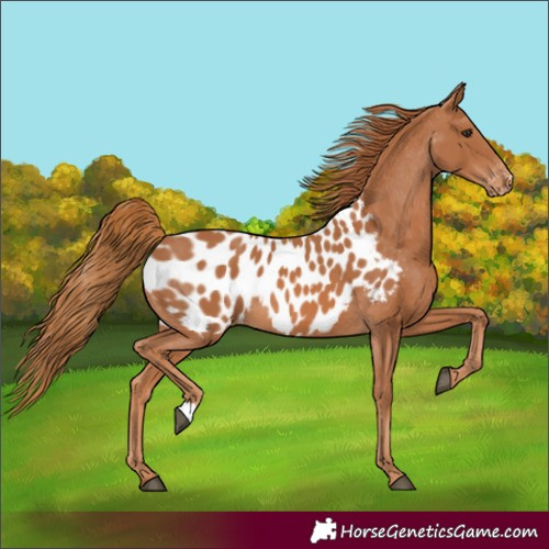 Horse Color:Chestnut Appaloosa 