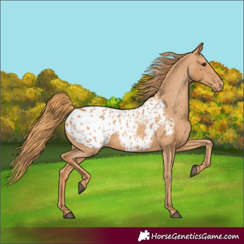 Horse Color:Chestnut Appaloosa 