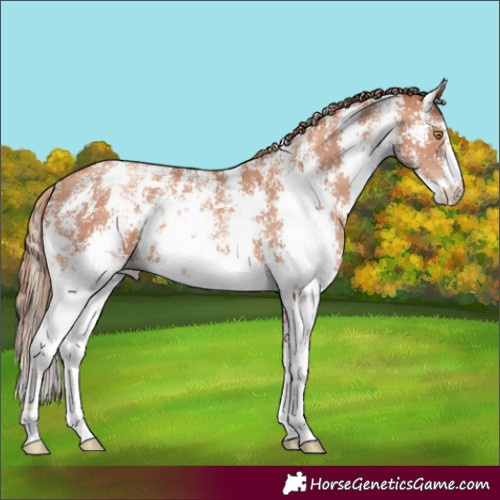 Horse Color:Gold Champagne Sabino