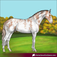 Horse Color:Gold Champagne Sabino