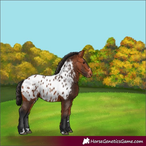 Horse Color:Bay Appaloosa 