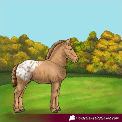 Horse Color:Chestnut Appaloosa 