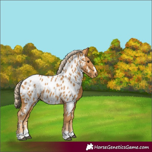 Horse Color:Palomino Appaloosa 