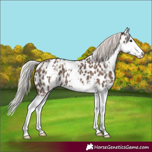 Horse Color:Silver Black Sabino Splash Appaloosa
