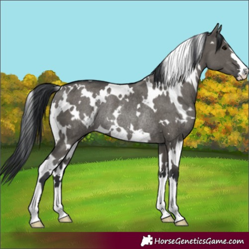 Horse Color:White Spotted Grullo Rabicano