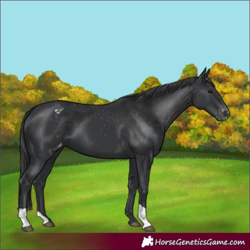 Horse Color:Black Appaloosa 