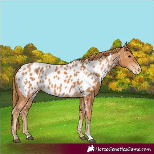 Horse Color:Chestnut Appaloosa 