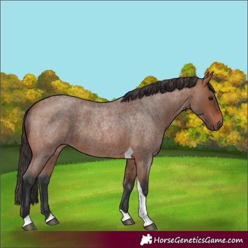 Horse Color:Bay Roan Tobiano Rabicano 