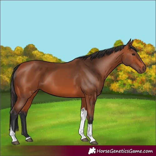 Horse Color:Bay Tobiano Rabicano 