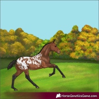 Horse Color:Bay Blanket