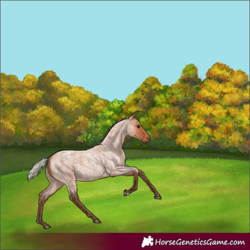 Horse Color:Silver Bay Roan 