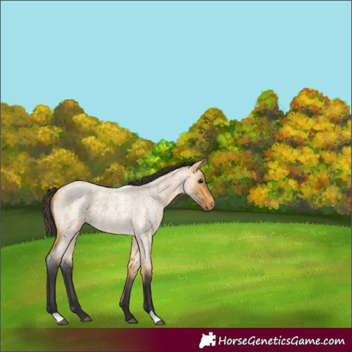 Horse Color:Buckskin Roan 