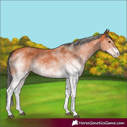 Horse Color:White Spotted Bay 