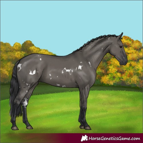 Horse Color:White Spotted Grullo