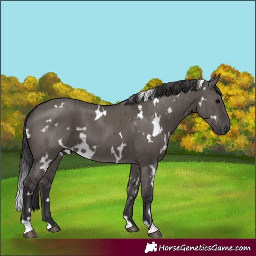 Horse Color:White Spotted Smoky Grullo Brindle 