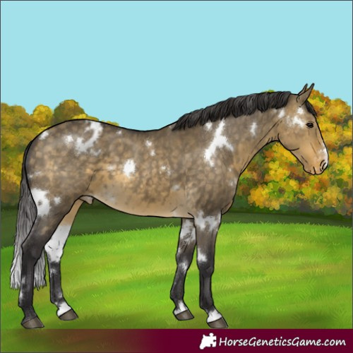 Horse Color:White Spotted Buckskin Dun Appaloosa 