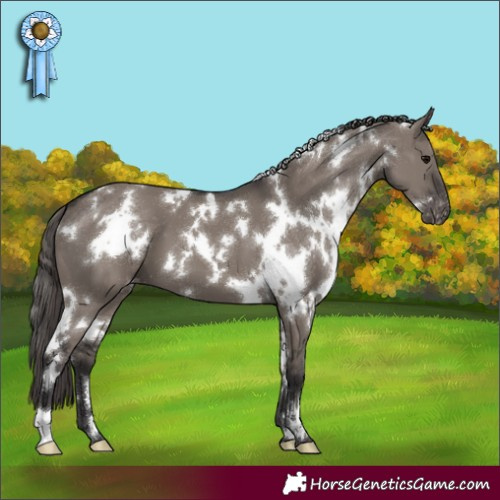 Horse Color:White Spotted Smoky Grullo Appaloosa