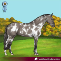 Horse Color:White Spotted Smoky Grullo Appaloosa 