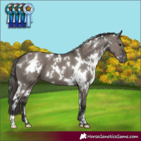 Horse Color:White Spotted Smoky Grullo Varnish